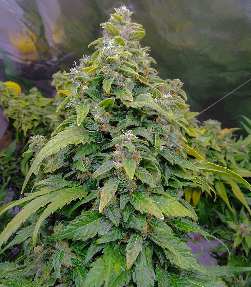 HulkBerry Cannabispflanze – Royal Queen Seeds, Foto 5