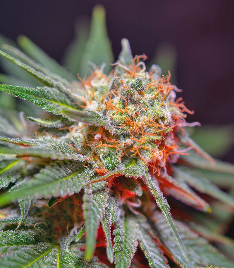 Killer Kush F1 Fast Version Cannabispflanze – Sweet Seeds, Foto 4