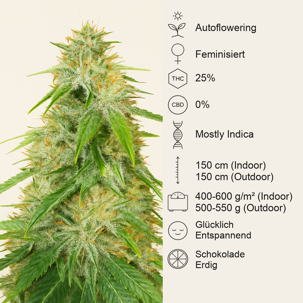 Gelato Glue Autoflower feminisierte Samen (EGS)