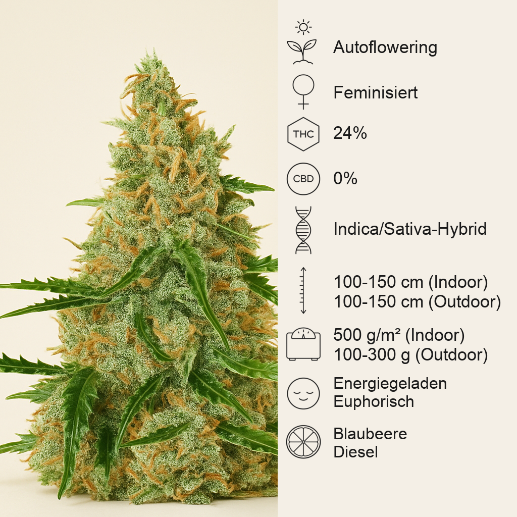 Auto Glueberry O.G. feminisierte Samen