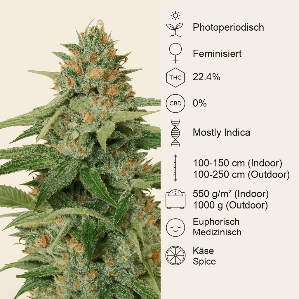 Delicious Candy Early Version (Delicious Seeds) Cannabis-Samen