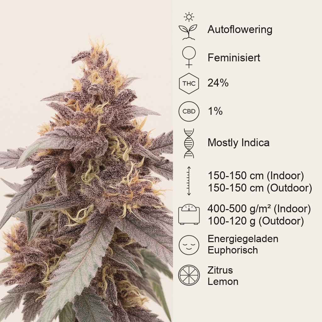 Purple Lemonade Poison Autoflower feminisierte Samen (Seedkeepers)