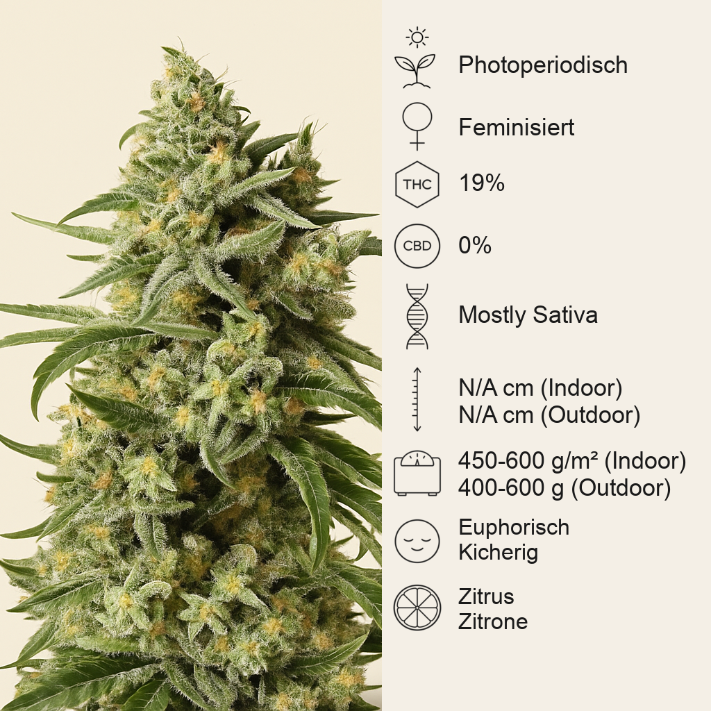 Sweet Amnesia Haze (Sweet Seeds) Cannabis-Samen