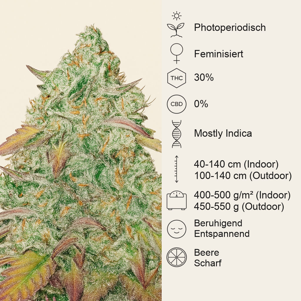 Grandmommy Purple feminisierte Samen (Herbies Seeds)