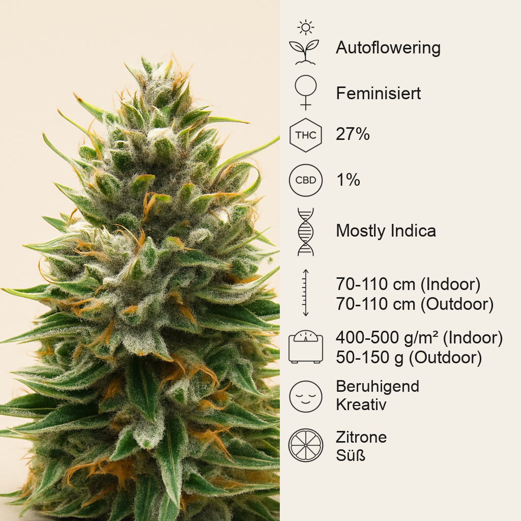 Tropicana Cookies Auto feminisierte Samen (Fast Buds)