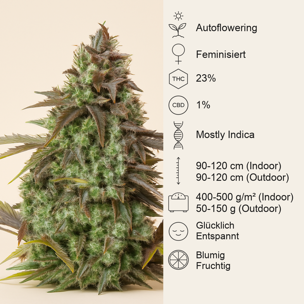 Original Big Bud Auto Samen feminisiert (Fast Buds)