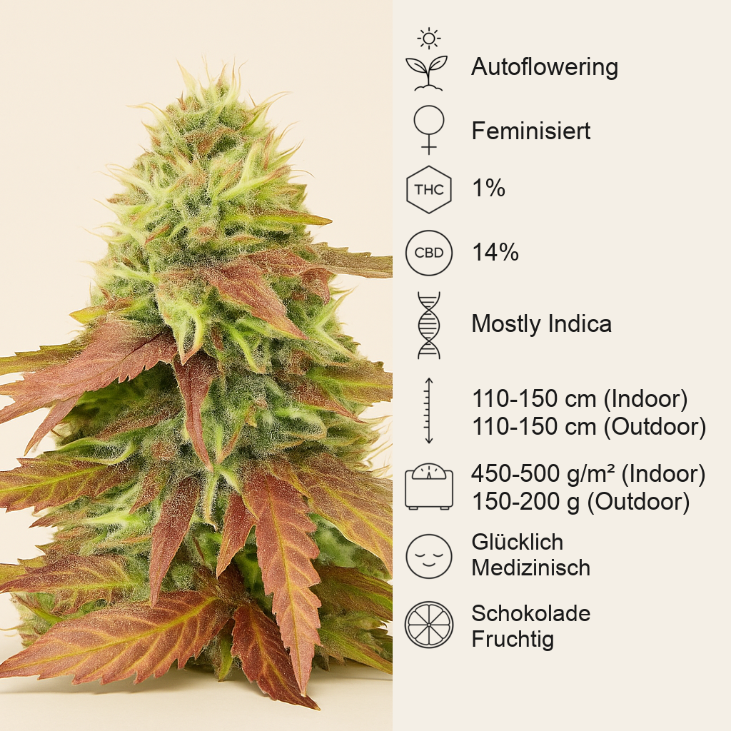 CBD Apple Betty Auto (Herbies Seeds)