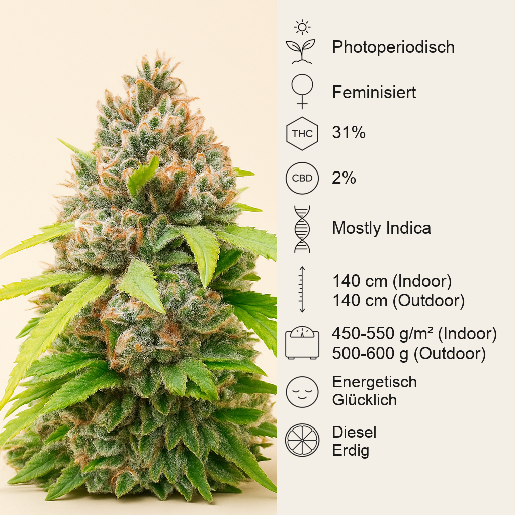 Bruce Banner Fast Version feminisierte Samen (EGS)