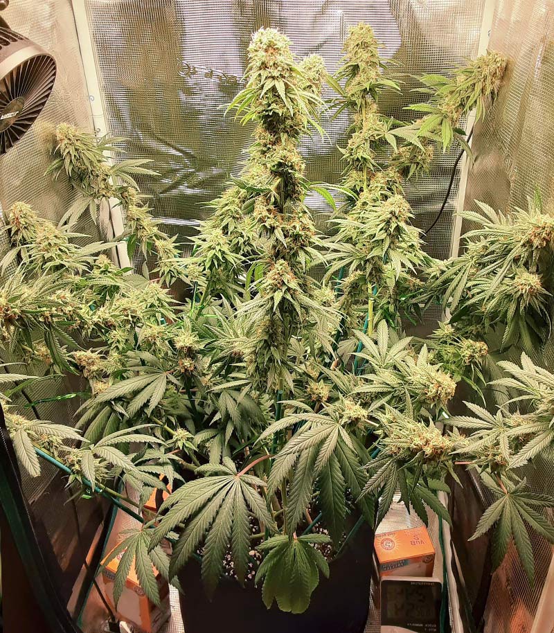 Tropicanna Banana Cannabispflanze – Barney's Farm, Foto 4