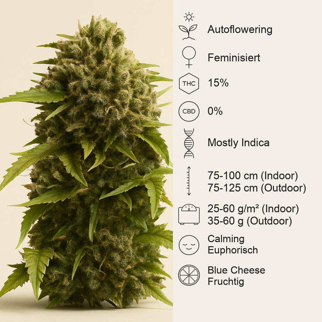 Bubba Cheese Auto (Humboldt Seeds Organization) Cannabis-Samen
