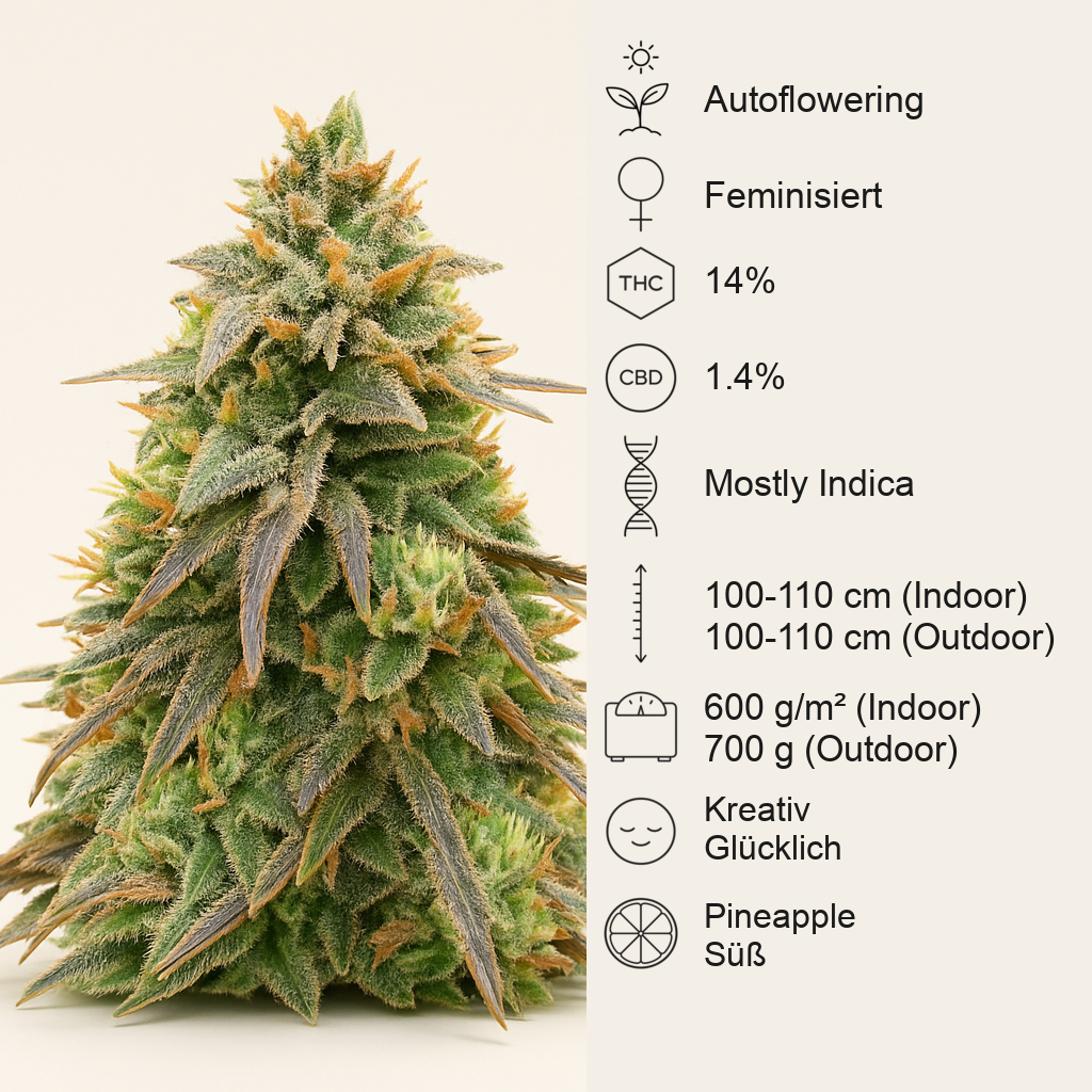 Pineapple Express Auto (Barney's Farm) Cannabis-Samen