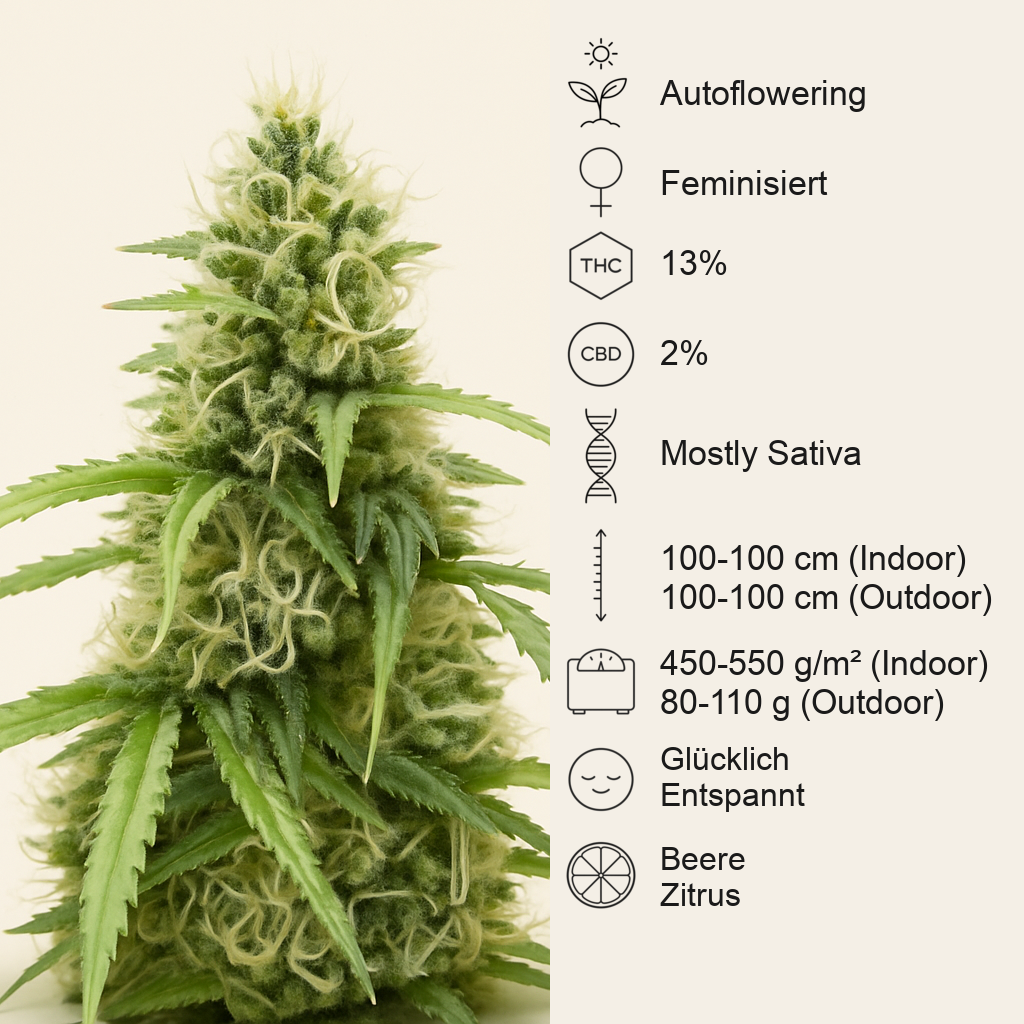 Also Know 47 Autoflower feminisierte Samen (Seedkeepers)