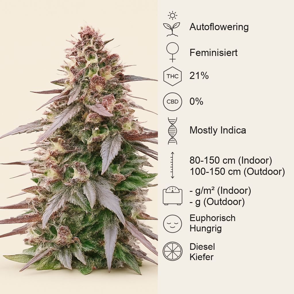 All Gas OG Autoflower feminisierte Samen (Humboldt Seed Company)