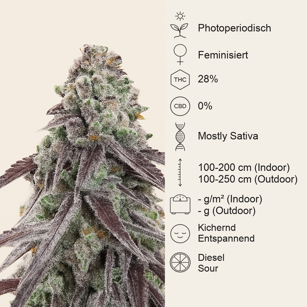 Granny Candy feminisierte Samen (Humboldt Seed Company)