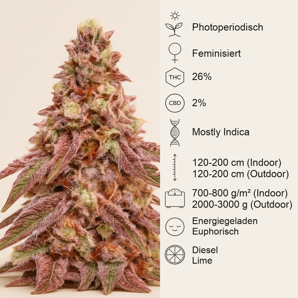 Glue Cookies feminisierte Samen (AlphaFem Seeds)