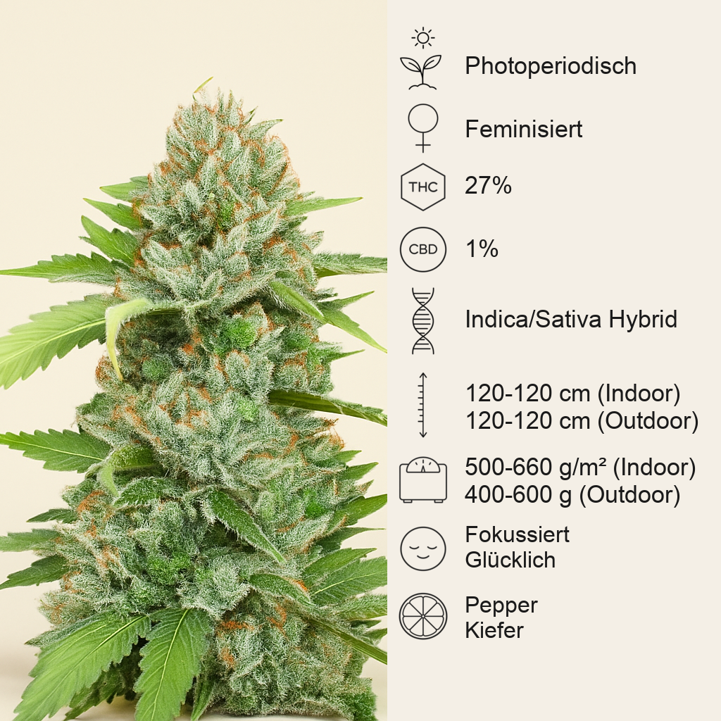 The White Fire OG feminisierte Samen (Seedkeepers)