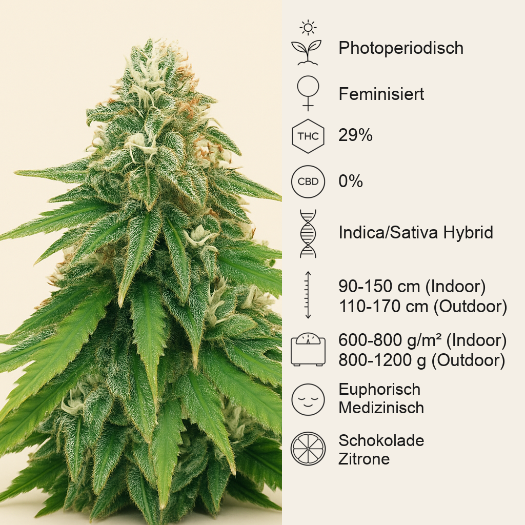Godzilla Original Glue GG#4 feminisierte Samen (Herbies Seeds)