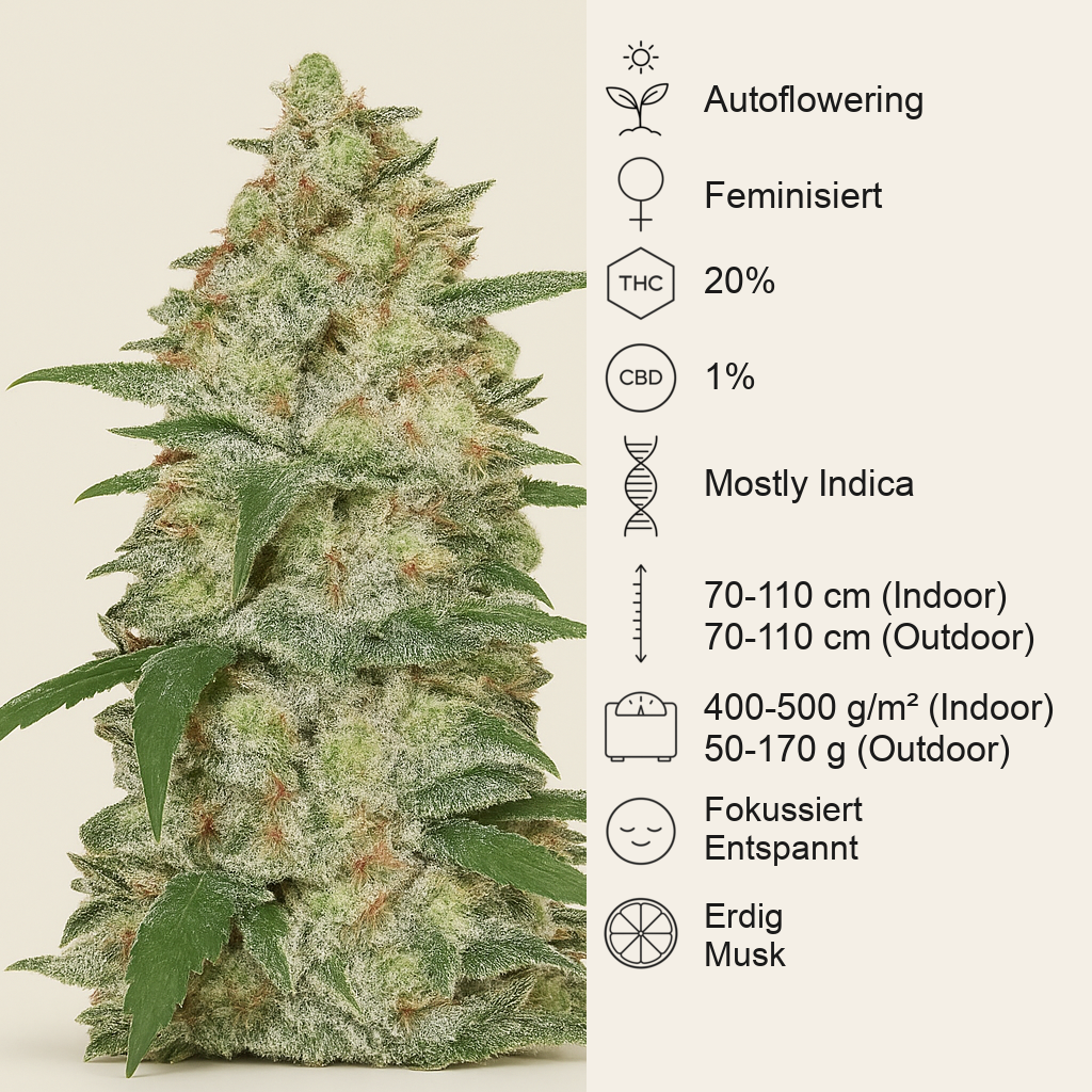 Original Auto White Widow (Fast Buds) Cannabis-Samen