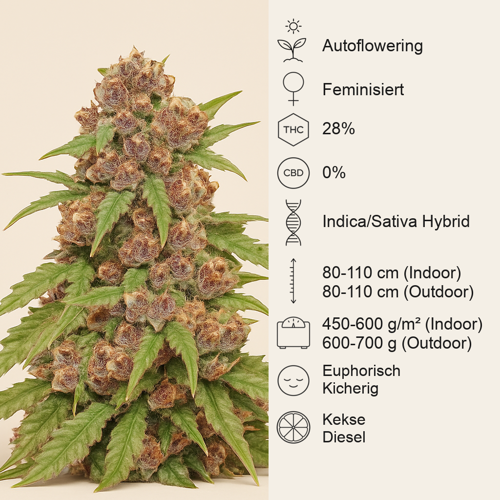 Godzilla Cookies Auto feminisierte Samen (Herbies Seeds)