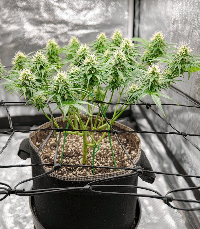 Zoap Cannabispflanze – Barney's Farm, Foto 4