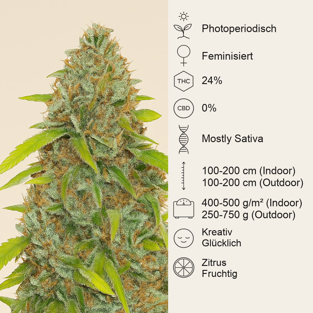 Skywalker Haze feminisierte Samen (Dutch Passion)