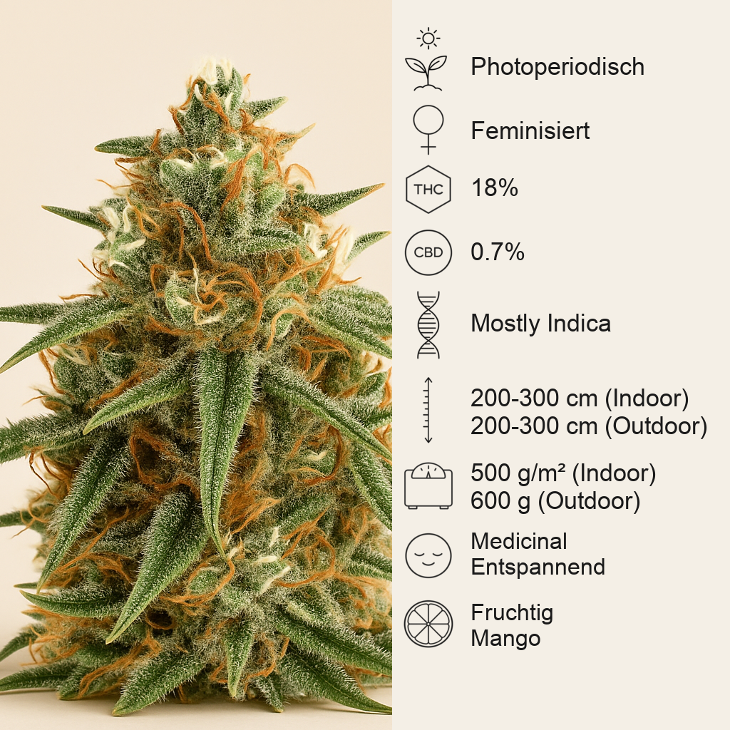 Mango (BlimBurn Seeds) Cannabis-Samen
