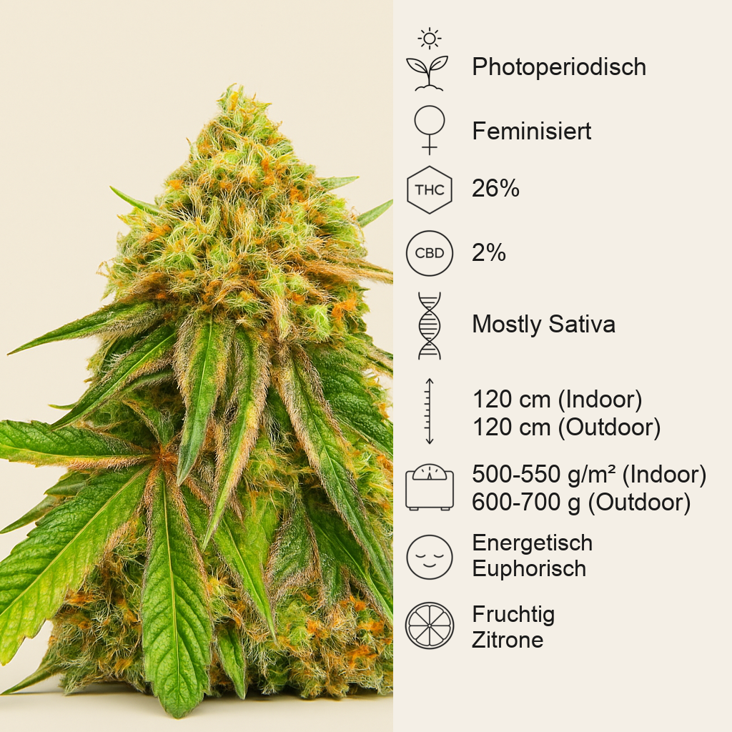 Watermelon Z Fast Version feminisierte Samen (EGS)
