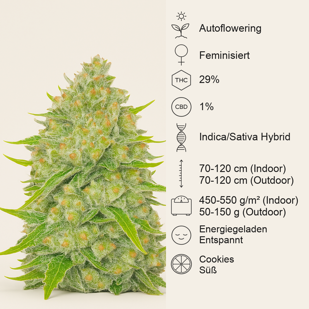 Papaya Cookies Auto feminisierte Samen (Fast Buds)