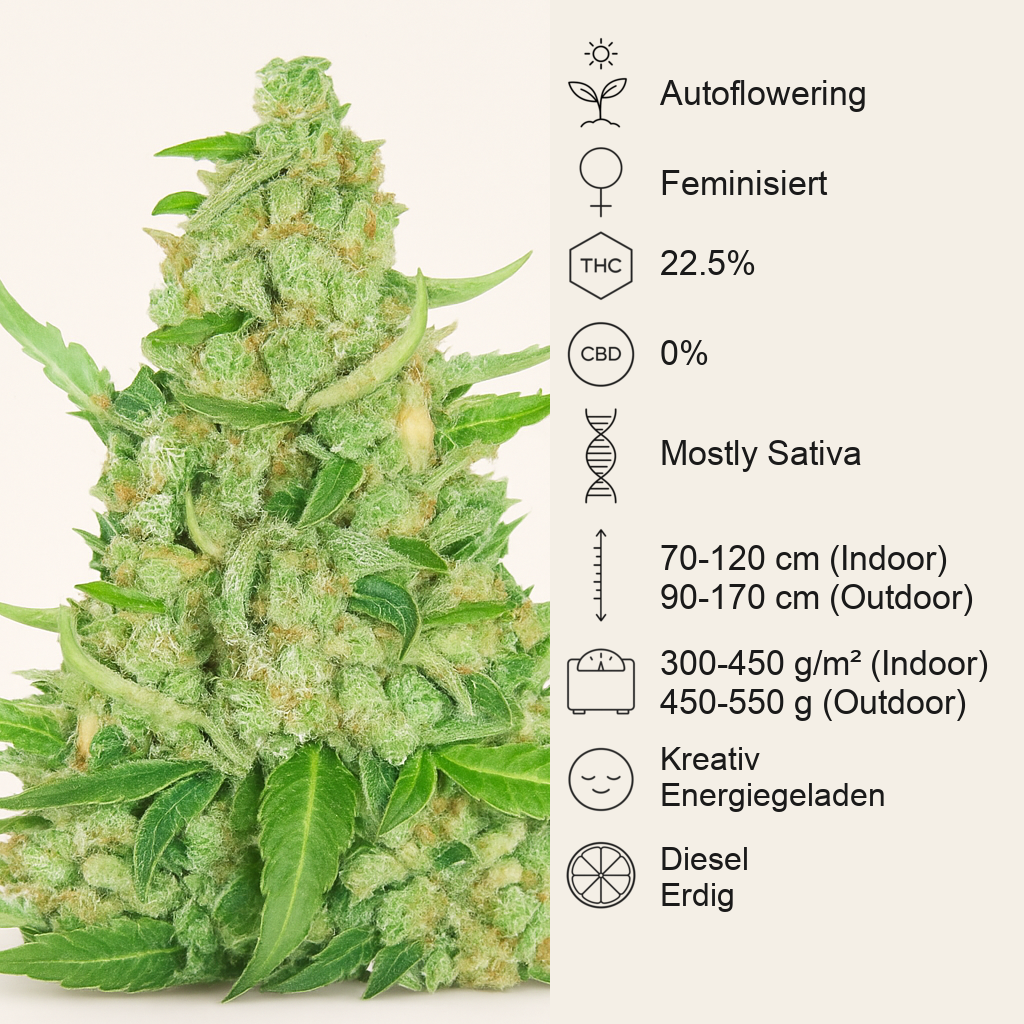 Sour Diesel Auto feminisierte Samen (Herbies Seeds)