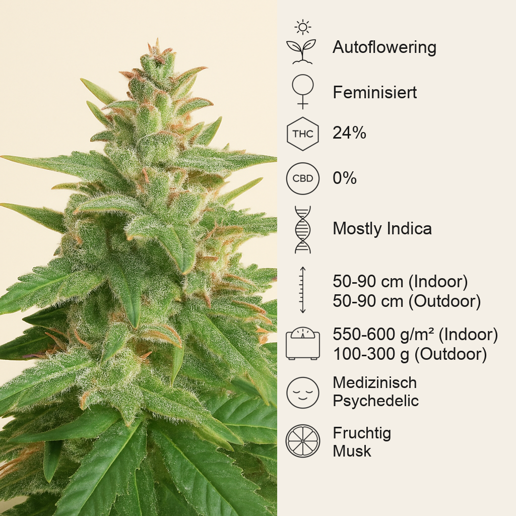 Big Bud Auto-Samen (Herbies Seeds)