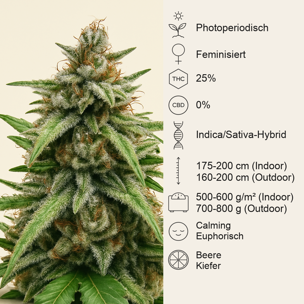 GG#4 Original Glue (BlimBurn Seeds) Cannabis-Samen