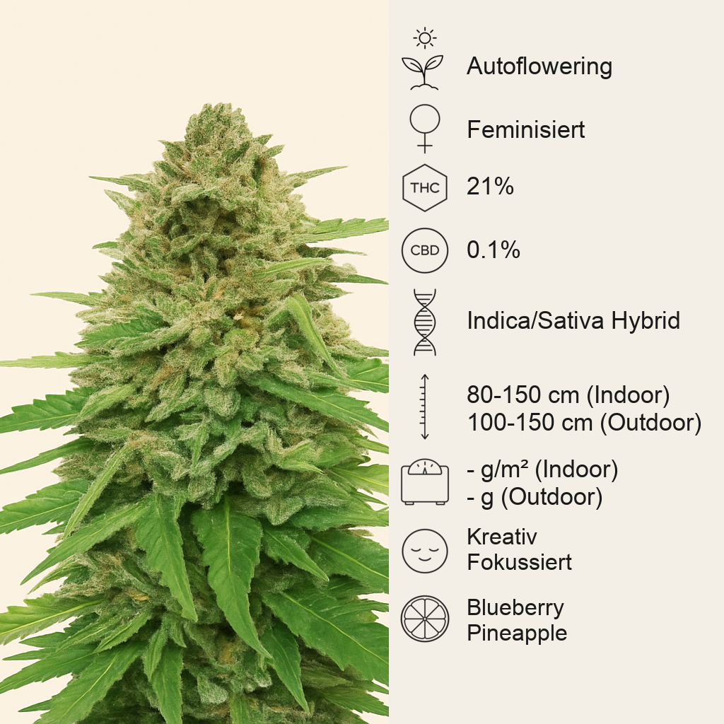 Pineapple Muffin Autoflower feminisierte Samen (Humboldt Seed Company)