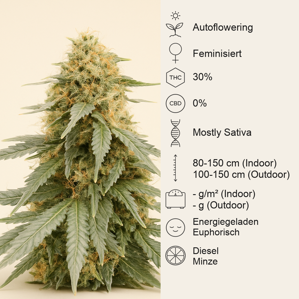 Durban Poison Autoflower feminisierte Samen (Humboldt Seed Company)