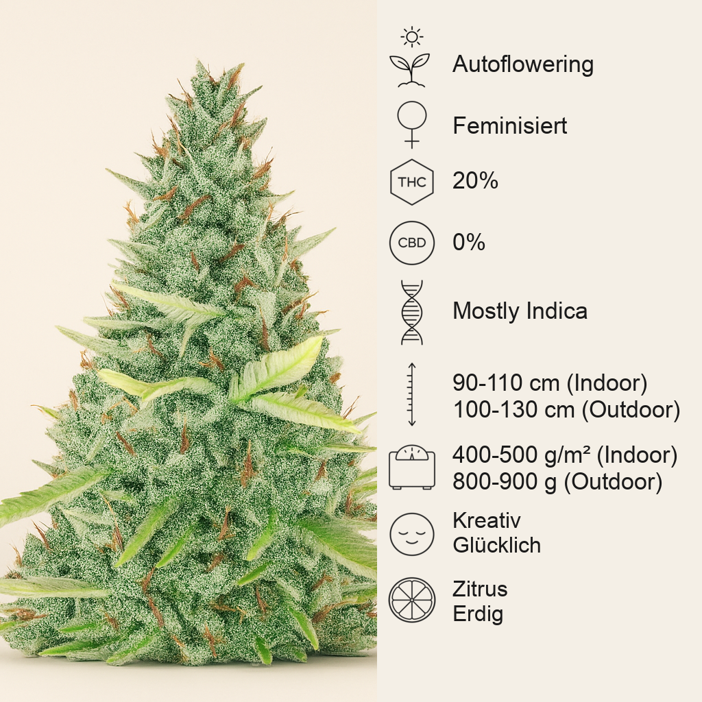 Critical XXL Auto (Herbies Seeds)