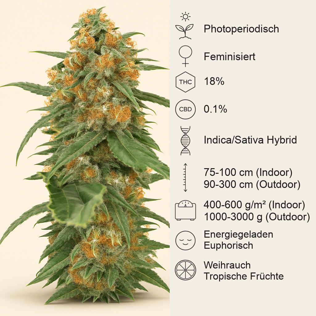 Green Crack (Humboldt Seeds Organization) Cannabis-Samen