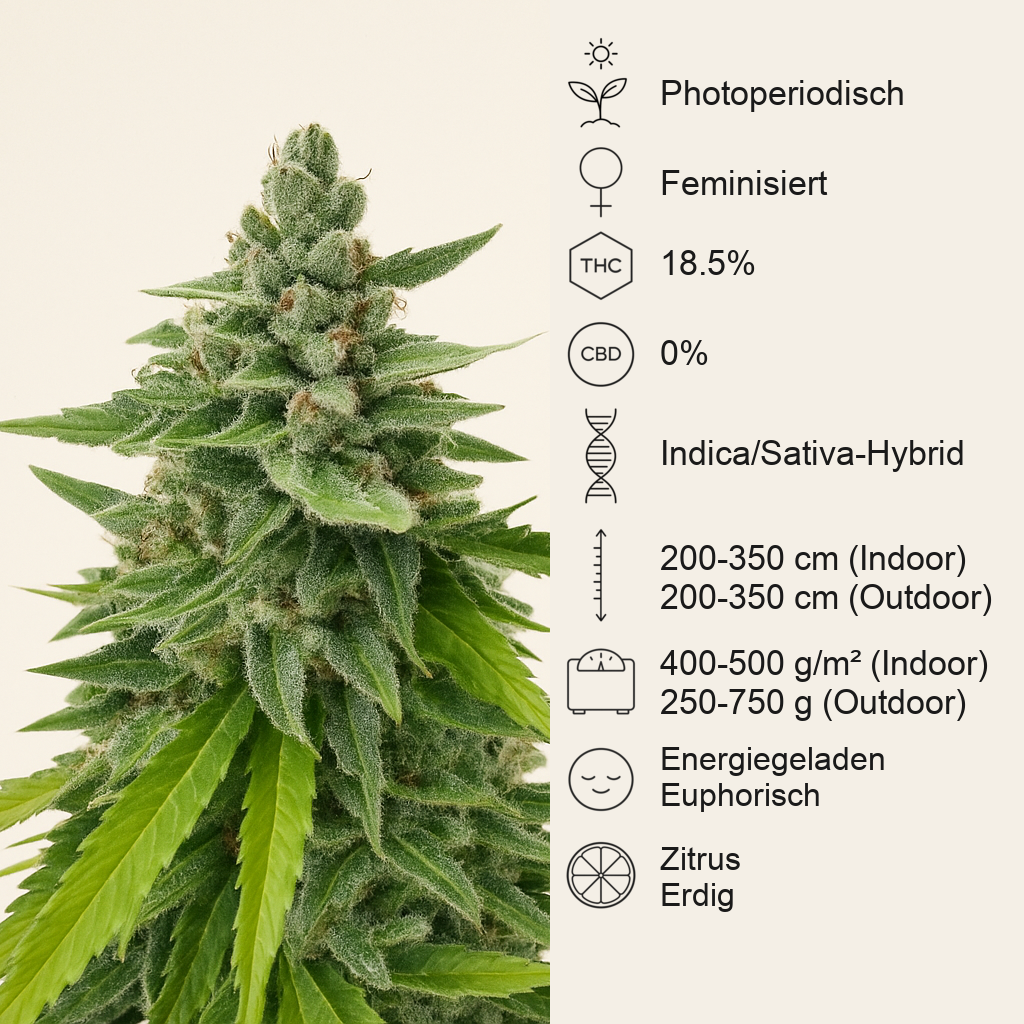 Passion #1 (Dutch Passion) Cannabis-Samen