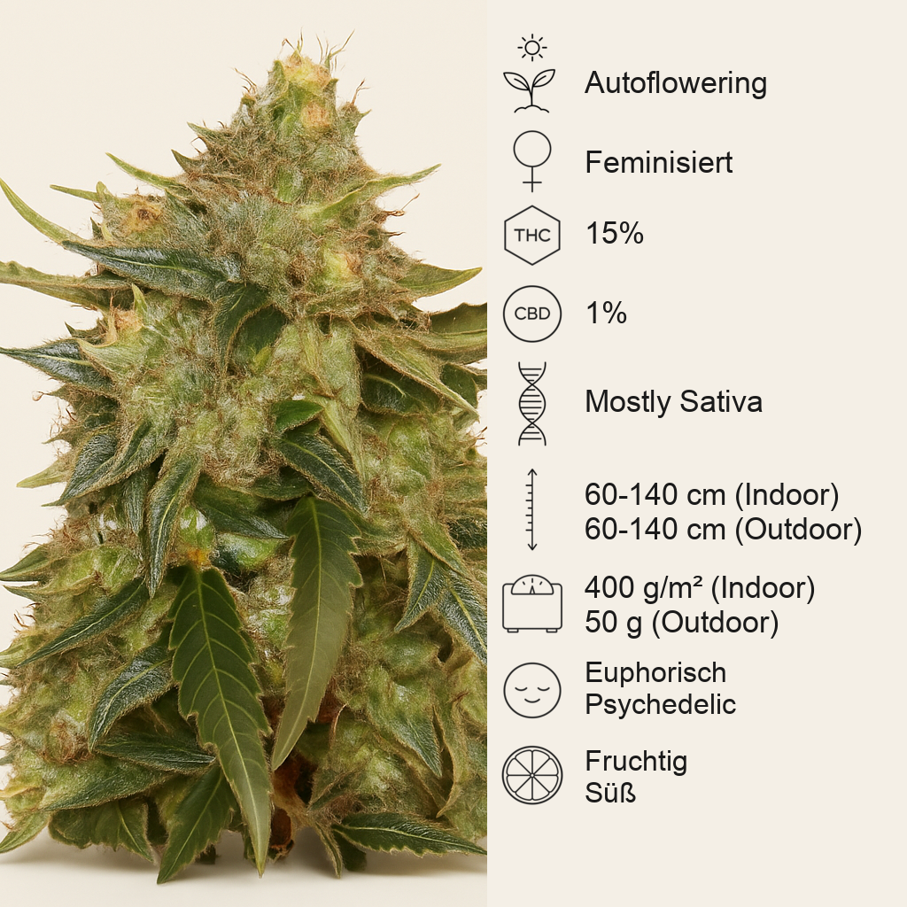 Auto American Pie (Pyramid Seeds) Cannabis-Samen