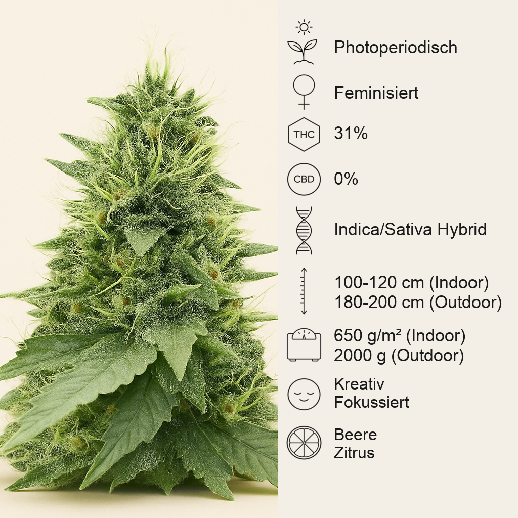 Cherry Poppers feminisierte Samen (Barney's Farm)