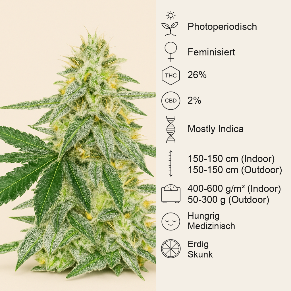 Different GG#4 feminisierte Samen (AlphaFem Seeds)