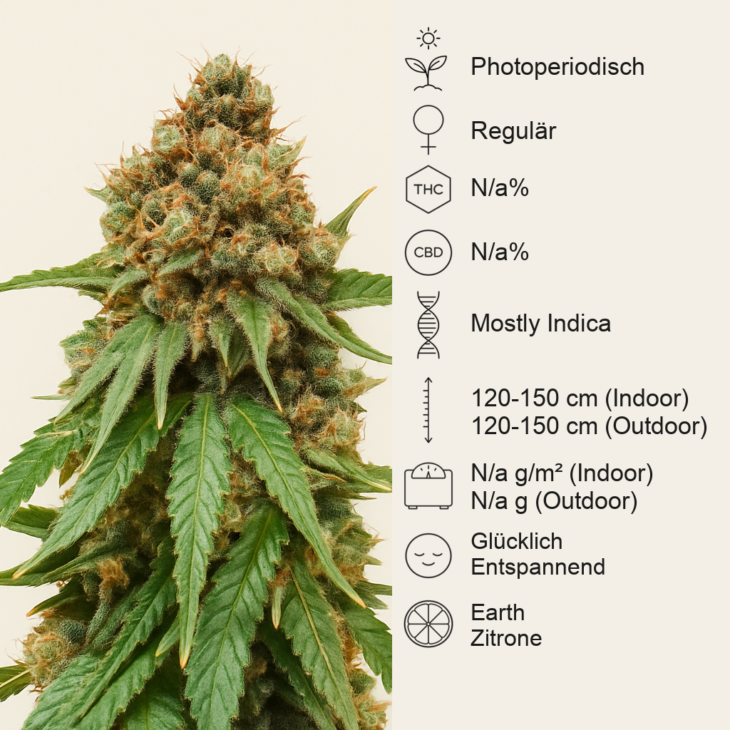 Northern Lights regular (Sensi Seeds) Cannabis-Samen