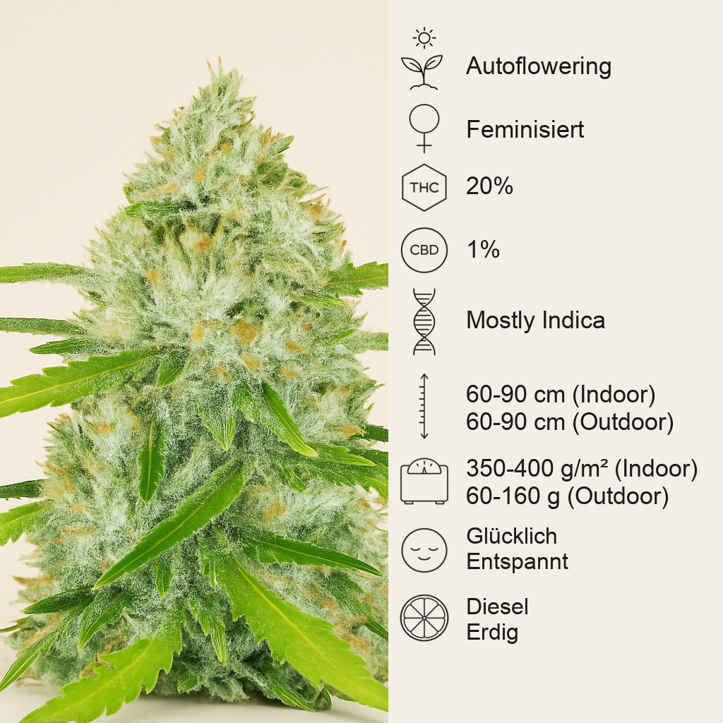 Original Auto Chemdawg (Fast Buds) Cannabis-Samen