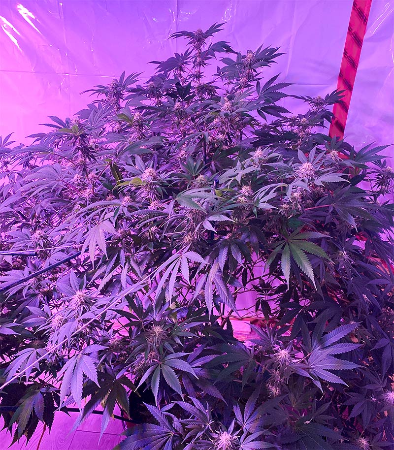 Blueberry Hill Cannabispflanze – Herbies Seeds, Foto 5