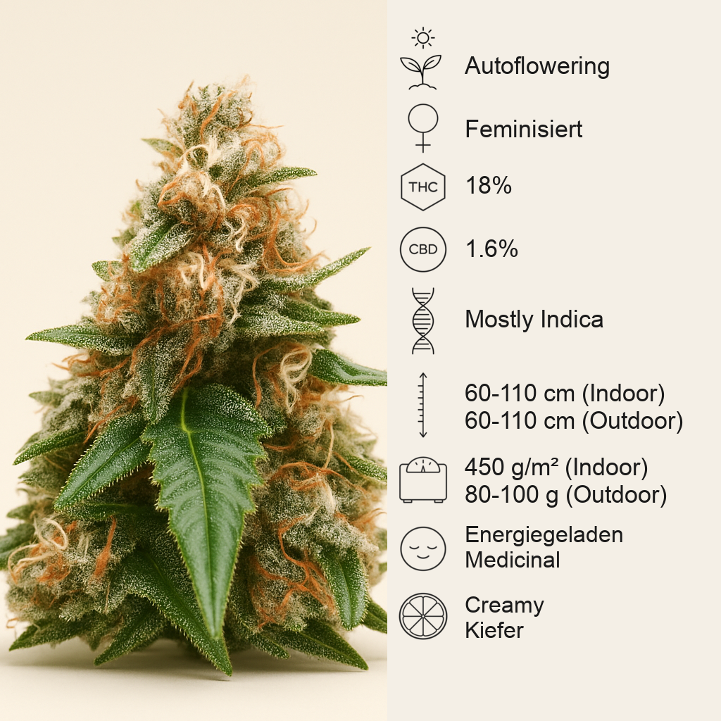 Cream Auto (BlimBurn Seeds)