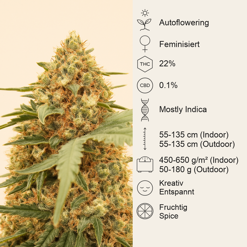 Orange Apricot Glue XL Auto feminisierte Samen (Sweet Seeds)