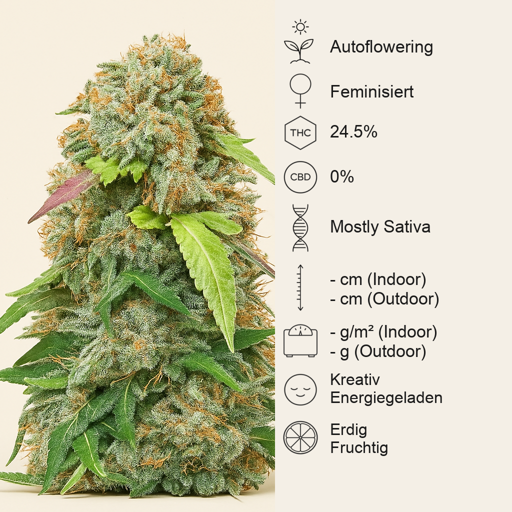 Jack Herer Auto feminisierte Samen (Seedstockers)