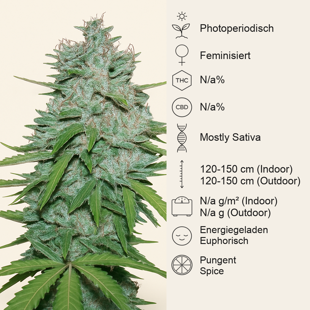 Northern Lights #5 X Haze (Sensi Seeds) Cannabis-Samen