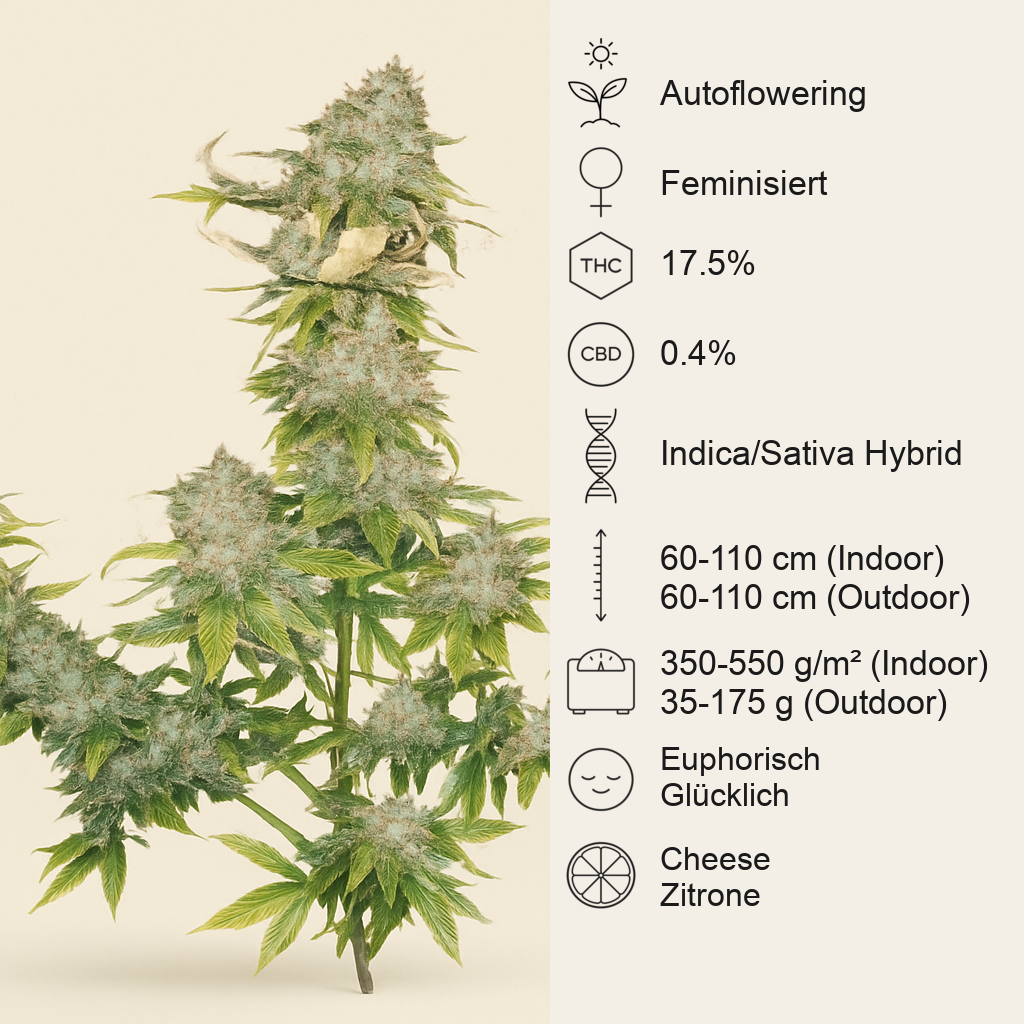 Sweet Cheese Auto (Sweet Seeds) Cannabis-Samen