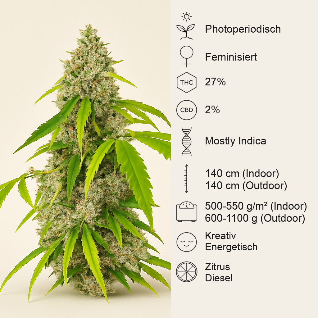 OG Kush Fast Version feminisierte Samen (EGS)