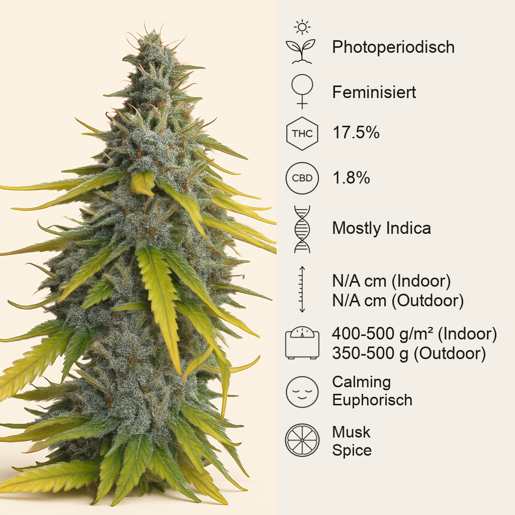 S.A.D. Sweet Afgani Delicious F1 Fast Version (Sweet Seeds) Cannabis-Samen