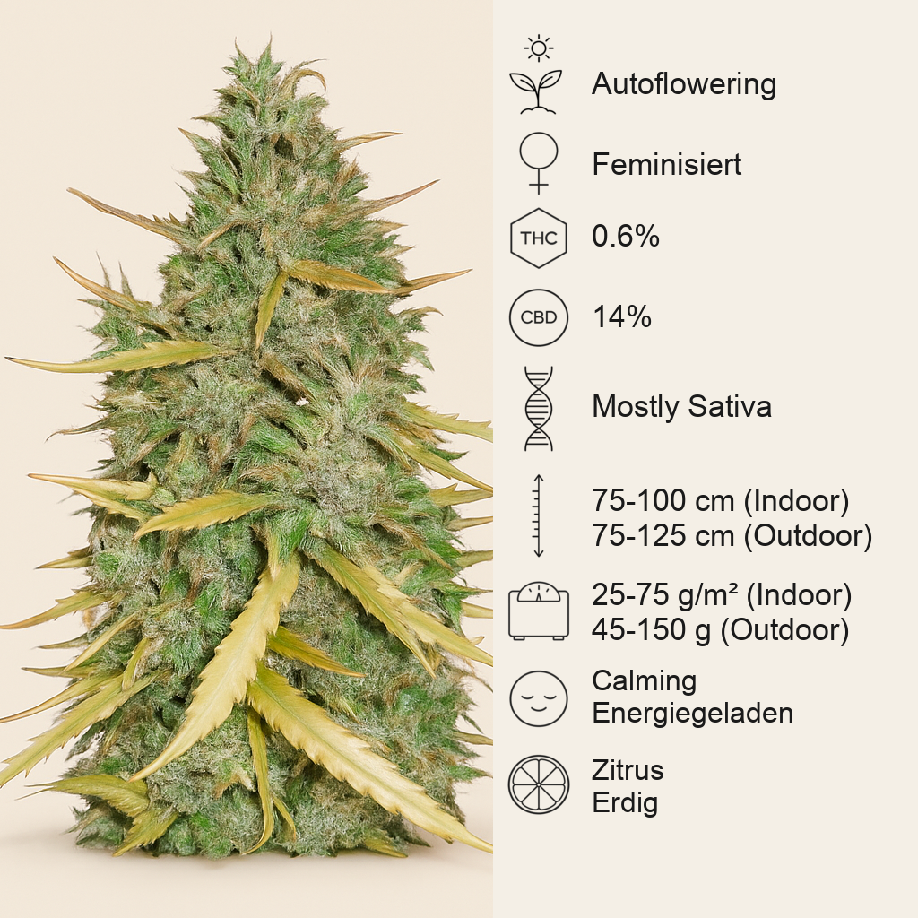 Amnesia CBD Pure Auto Samen feminisiert (Humboldt Seeds Organization)